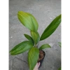Cây Cọ Nhật size lớn 50-100cm - Cây cảnh phong thủy, lá xanh mướt, trang trí nội thất, giá 75.000đ 6
