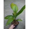 Cây Cọ Nhật size lớn 50-100cm - Cây cảnh phong thủy, lá xanh mướt, trang trí nội thất, giá 75.000đ 7