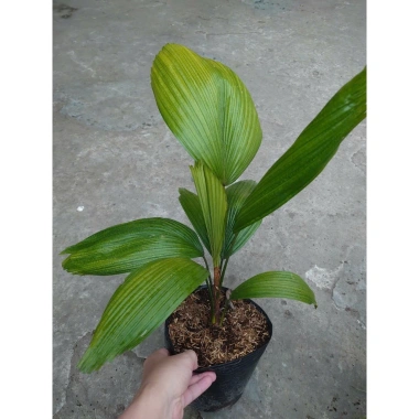 Cây Cọ Nhật size lớn 50-100cm - Cây cảnh phong thủy, lá xanh mướt, trang trí nội thất, giá 75.000đ 7