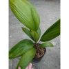 Cây Cọ Nhật size lớn 50-100cm - Cây cảnh phong thủy, lá xanh mướt, trang trí nội thất, giá 75.000đ 8