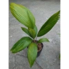 Cây Cọ Nhật size lớn 50-100cm - Cây cảnh phong thủy, lá xanh mướt, trang trí nội thất, giá 75.000đ 9