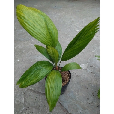 Cây Cọ Nhật size lớn 50-100cm - Cây cảnh phong thủy, lá xanh mướt, trang trí nội thất, giá 75.000đ 9