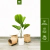 Cây Cọ Nhật size nội thất phong thủy hút tài lộc, dễ chăm sóc - chỉ 395.000₫