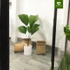 Cây Cọ Nhật size nội thất phong thủy hút tài lộc, dễ chăm sóc - chỉ 395.000₫ 3