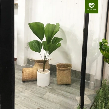 Cây Cọ Nhật size nội thất phong thủy hút tài lộc, dễ chăm sóc - chỉ 395.000₫ 3 Cây Cọ Nhật size nội thất phong thủy hút tài lộc, dễ chăm sóc - chỉ 395.000₫ 3