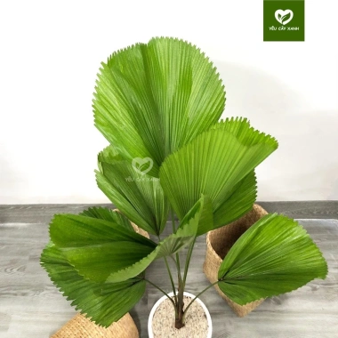 Cây Cọ Nhật size nội thất phong thủy hút tài lộc, dễ chăm sóc - chỉ 395.000₫