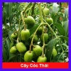 Cây cóc thái - Cây ăn quả trồng chậu, cho trái chỉ sau 3 tháng, giá 45.000đ