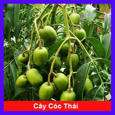 Cây cóc thái - Cây ăn quả trồng chậu, cho trái chỉ sau 3 tháng, giá 45.000đ