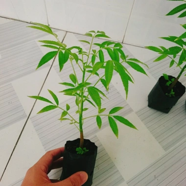 Cây cóc thái - Cây ăn quả trồng chậu, cho trái chỉ sau 3 tháng, giá 45.000đ 2 Cây cóc thái - Cây ăn quả trồng chậu, cho trái chỉ sau 3 tháng, giá 45.000đ 2