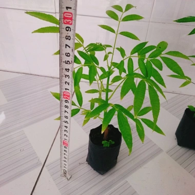 Cây cóc thái - Cây ăn quả trồng chậu, cho trái chỉ sau 3 tháng, giá 45.000đ