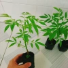 Cây cóc thái - Cây ăn quả trồng chậu, cho trái chỉ sau 3 tháng, giá 45.000đ 4