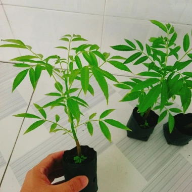 Cây cóc thái - Cây ăn quả trồng chậu, cho trái chỉ sau 3 tháng, giá 45.000đ