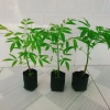 Cây cóc thái - Cây ăn quả trồng chậu, cho trái chỉ sau 3 tháng, giá 45.000đ 5