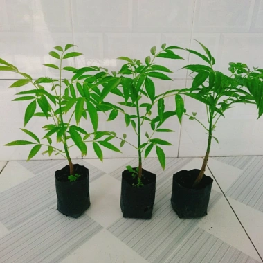 Cây cóc thái - Cây ăn quả trồng chậu, cho trái chỉ sau 3 tháng, giá 45.000đ