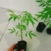 Cây cóc thái - Cây ăn quả trồng chậu, cho trái chỉ sau 3 tháng, giá 45.000đ 6