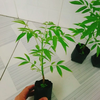 Cây cóc thái - Cây ăn quả trồng chậu, cho trái chỉ sau 3 tháng, giá 45.000đ