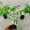 Cây cóc thái - Cây ăn quả trồng chậu, cho trái chỉ sau 3 tháng, giá 45.000đ 7