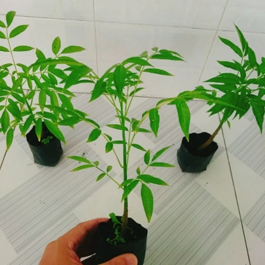 Cây cóc thái - Cây ăn quả trồng chậu, cho trái chỉ sau 3 tháng, giá 45.000đ