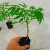 Cây cóc thái - Cây ăn quả trồng chậu, cho trái chỉ sau 3 tháng, giá 45.000đ 8
