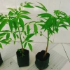 Cây cóc thái - Cây ăn quả trồng chậu, cho trái chỉ sau 3 tháng, giá 45.000đ 9