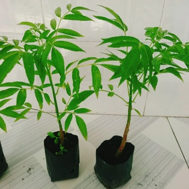 Cây cóc thái - Cây ăn quả trồng chậu, cho trái chỉ sau 3 tháng, giá 45.000đ