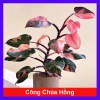 Cây Công Chúa Hồng - Philodendron Pink Princess, nhỏ thuần khỏe, giá 65.000₫