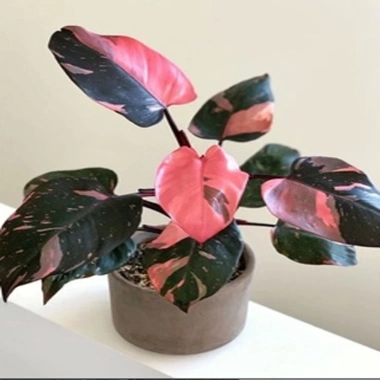 Cây Công Chúa Hồng - Philodendron Pink Princess, nhỏ thuần khỏe, giá 65.000₫ 2