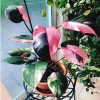 Cây Công Chúa Hồng - Philodendron Pink Princess, nhỏ thuần khỏe, giá 65.000₫ 3