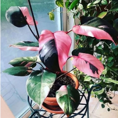 Cây Công Chúa Hồng - Philodendron Pink Princess, nhỏ thuần khỏe, giá 65.000₫ 3