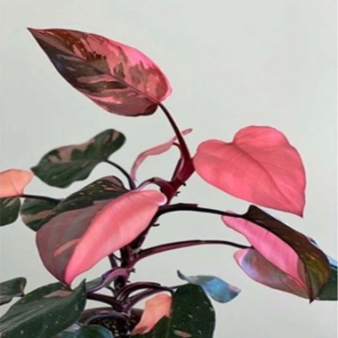 Cây Công Chúa Hồng - Philodendron Pink Princess, nhỏ thuần khỏe, giá 65.000₫ 4
