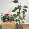 Cây Công Chúa Hồng - Philodendron Pink Princess, nhỏ thuần khỏe, giá 65.000₫ 5