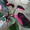 Cây Công Chúa Hồng - Philodendron Pink Princess, nhỏ thuần khỏe, giá 65.000₫ 6