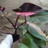 Cây Công Chúa Hồng - Philodendron Pink Princess, nhỏ thuần khỏe, giá 65.000₫ 7