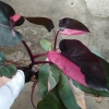 Cây Công Chúa Hồng - Philodendron Pink Princess, nhỏ thuần khỏe, giá 65.000₫ 8