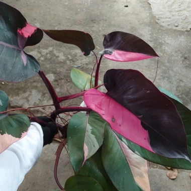 Cây Công Chúa Hồng - Philodendron Pink Princess, nhỏ thuần khỏe, giá 65.000₫ 8