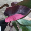 Cây Công Chúa Hồng - Philodendron Pink Princess, nhỏ thuần khỏe, giá 65.000₫ 9