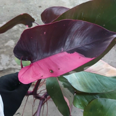 Cây Công Chúa Hồng - Philodendron Pink Princess, nhỏ thuần khỏe, giá 65.000₫ 9