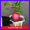 Cây Củ Cải Đỏ Thần Tài - Chậu Cây Cảnh Phong Thủy Để Bàn, May Mắn Tài Lộc, Giá 125.000₫