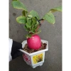 Cây Củ Cải Đỏ Thần Tài - Chậu Cây Cảnh Phong Thủy Để Bàn, May Mắn Tài Lộc, Giá 125.000₫ 4