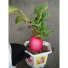 Cây Củ Cải Đỏ Thần Tài - Chậu Cây Cảnh Phong Thủy Để Bàn, May Mắn Tài Lộc, Giá 125.000₫ 8