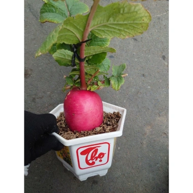 Cây Củ Cải Đỏ Thần Tài - Chậu Cây Cảnh Phong Thủy Để Bàn, May Mắn Tài Lộc, Giá 125.000₫ 9