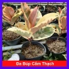Cây đa búp cẩm thạch - Cây cảnh để bàn giá ưu đãi 65.000₫, phong cách xanh mát