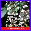Cây Dạ Ngọc Minh Châu - Hoa đẹp, hương thơm nhẹ, mang may mắn, giá chỉ 39.000₫