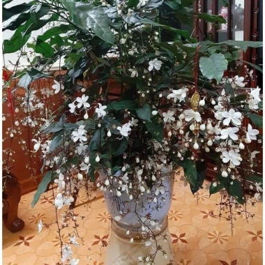 Cây Dạ Ngọc Minh Châu - Hoa đẹp, hương thơm nhẹ, mang may mắn, giá chỉ 39.000₫ 3 Cây Dạ Ngọc Minh Châu - Hoa đẹp, hương thơm nhẹ, mang may mắn, giá chỉ 39.000₫ 3