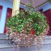 Cây Dạ Ngọc Minh Châu - Hoa đẹp, hương thơm nhẹ, mang may mắn, giá chỉ 39.000₫ 4