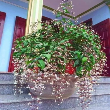 Cây Dạ Ngọc Minh Châu - Hoa đẹp, hương thơm nhẹ, mang may mắn, giá chỉ 39.000₫ 4 Cây Dạ Ngọc Minh Châu - Hoa đẹp, hương thơm nhẹ, mang may mắn, giá chỉ 39.000₫ 4