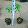 Cây Dạ Ngọc Minh Châu - Hoa đẹp, hương thơm nhẹ, mang may mắn, giá chỉ 39.000₫ 8