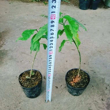 Cây Dạ Ngọc Minh Châu - Hoa đẹp, hương thơm nhẹ, mang may mắn, giá chỉ 39.000₫
