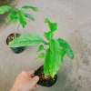 Cây Dạ Ngọc Minh Châu - Hoa đẹp, hương thơm nhẹ, mang may mắn, giá chỉ 39.000₫ 9