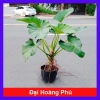 Cây Đại Hoàng Phú - Cây cảnh phong thủy trong nhà, may mắn tài lộc, chỉ 65.000đ